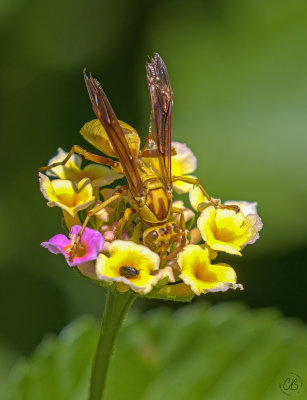 Yellow Jacket