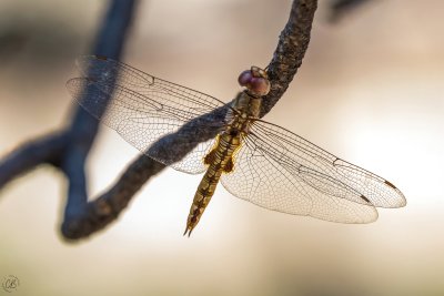 Dragonfly-6