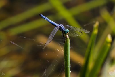 Dragonfly-3