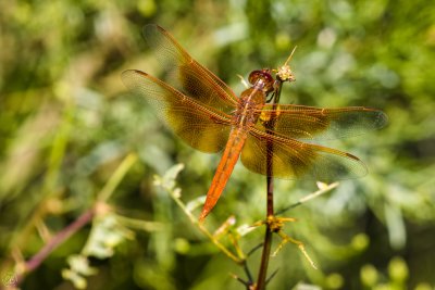 Dragonfly-5
