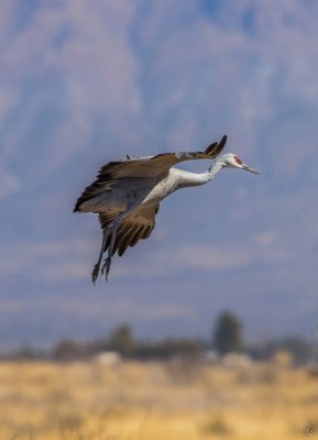 Sandhill Crane