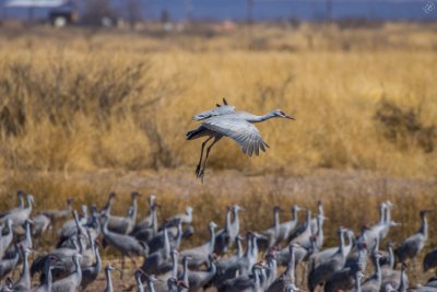 Sandhill Cranes