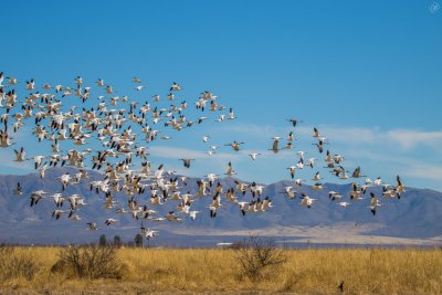 Snow Geese