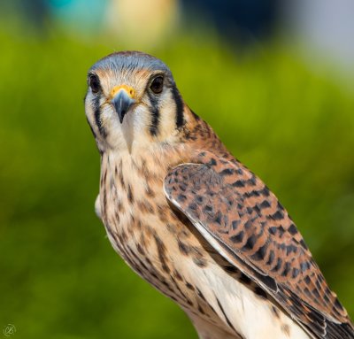 American Kestrel-female