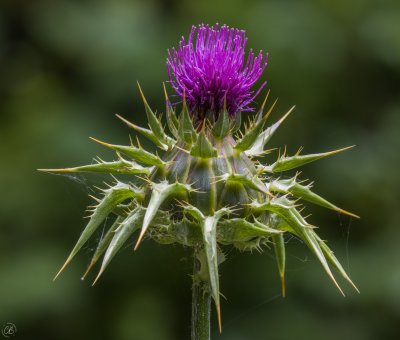 Flower Macro Shots