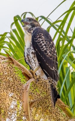 Red-Tailed Hawk