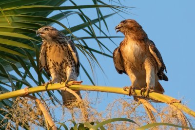 Red-Tailed Hawks