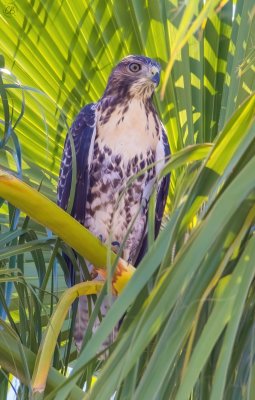 Red-Tailed Hawk