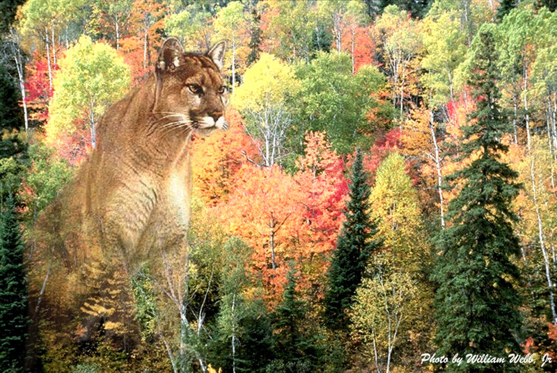 TC Felineas
