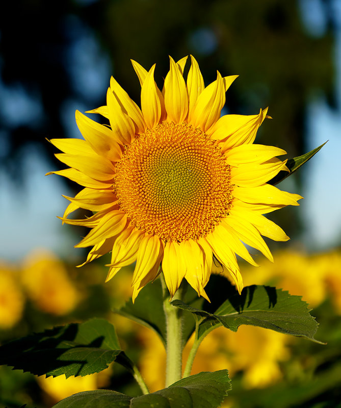 Sacramento Valley Sunflowers  2022