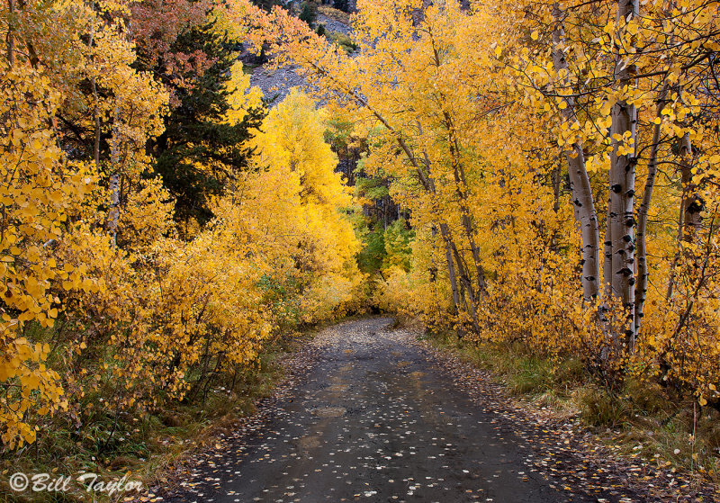 Lundy Lake Road