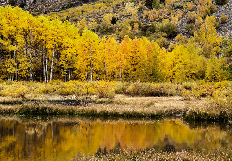 Beaver Pond