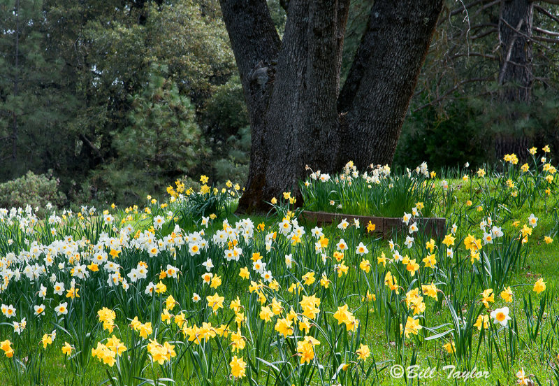 Daffodil Hill