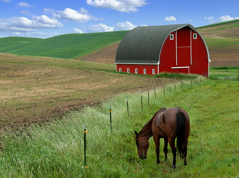 Palouse 2006