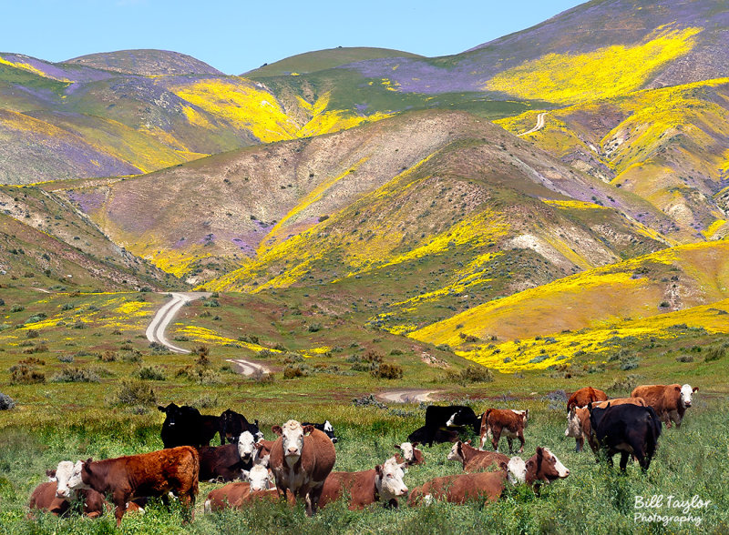 Carrizo Plain