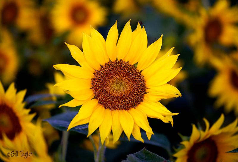 Sunflowers 2020