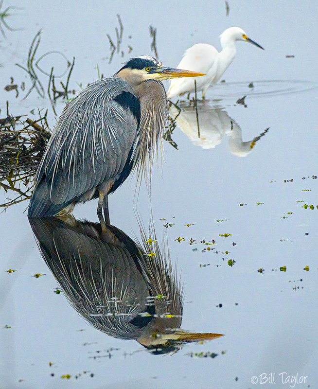 Great Blue Heron  and Snowy Egret