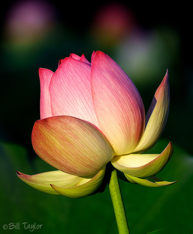 Lotus Flower