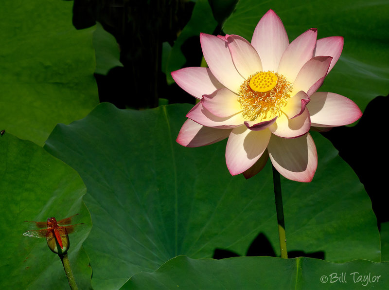 Lotus Flower and Dragonfly 