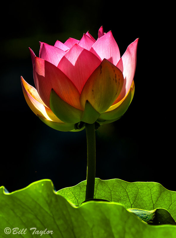 Lotus Flower