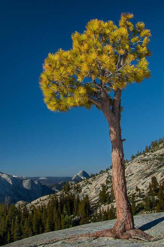 Yosemite / Lake Tahoe