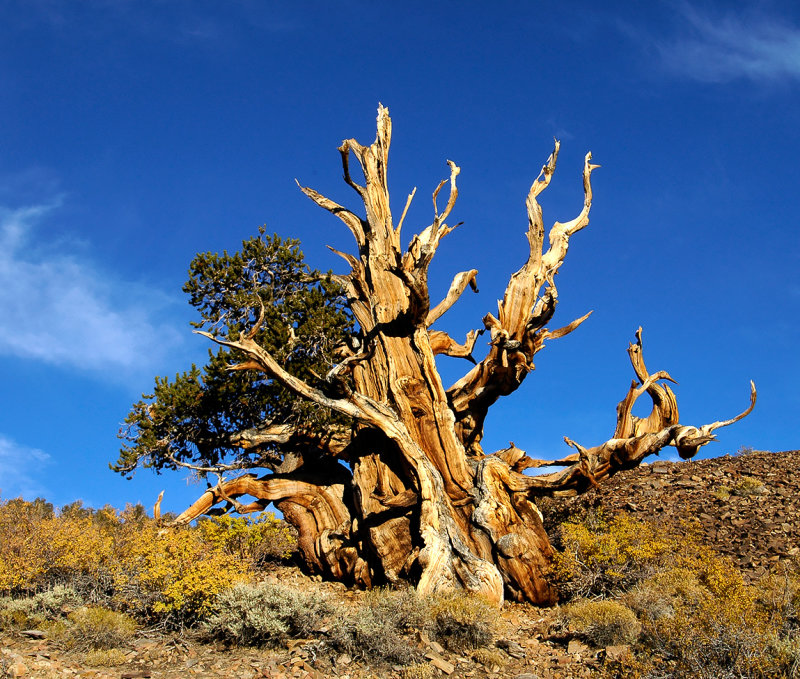 Ancient Bristlecone Pine Forest