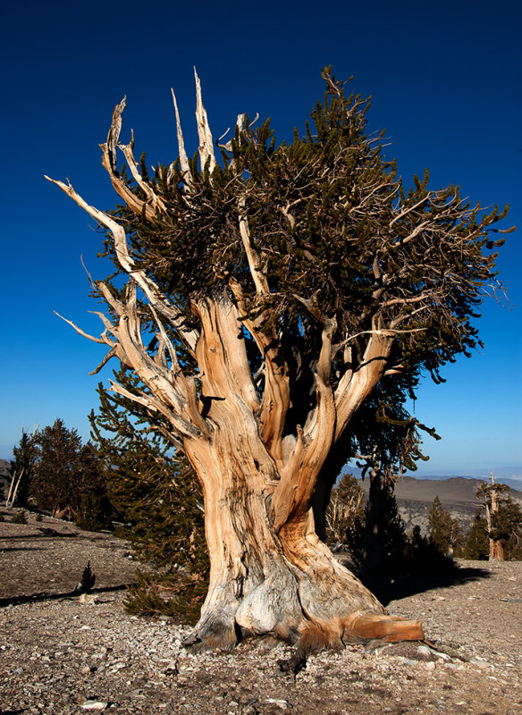 Ancient Bristlecone Pine Forest