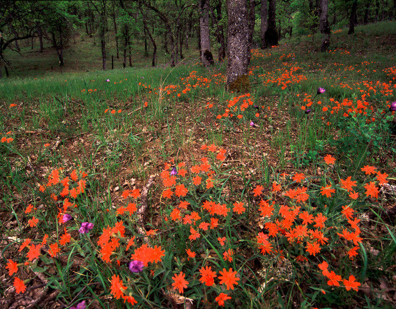 Wildflowers