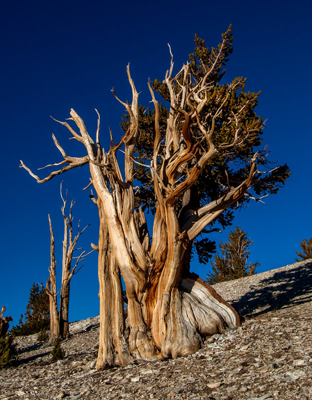 Ancient Bristlecone Pine Forest