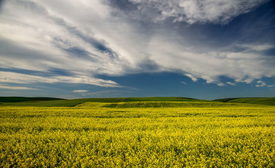 Palouse 2013