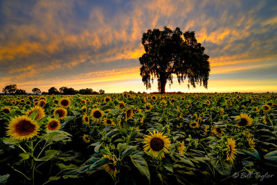 🌻 Sacramento Valley Sunflowers 🌻