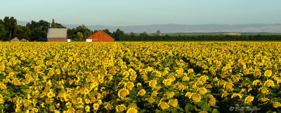 Sunflowers