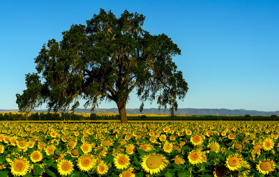 Sunflowers 2020