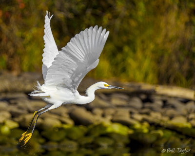 Snowy Egret