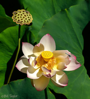 Lotus Flower and Dragonfly 