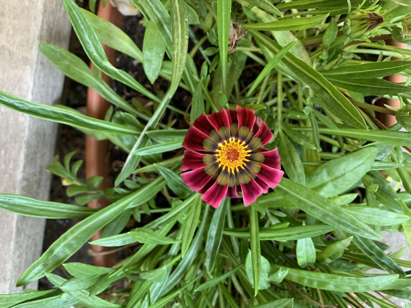 IMG_0052.jpeg