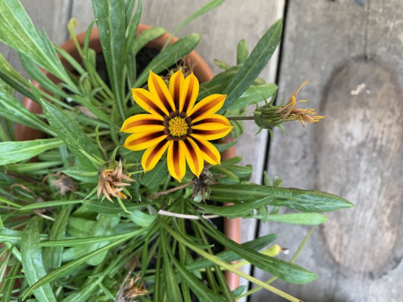 IMG_0055.jpeg