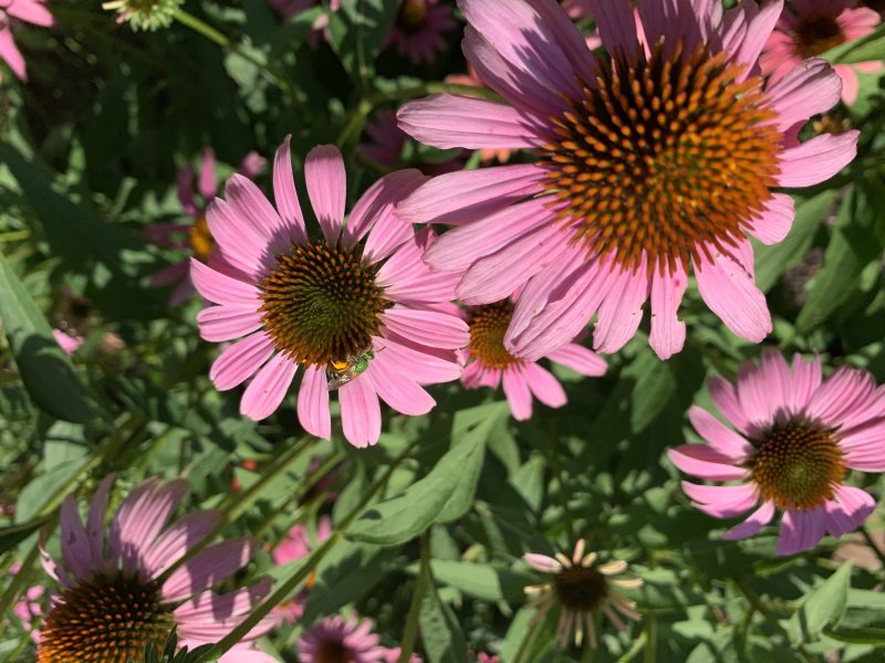 IMG_0085.jpeg
