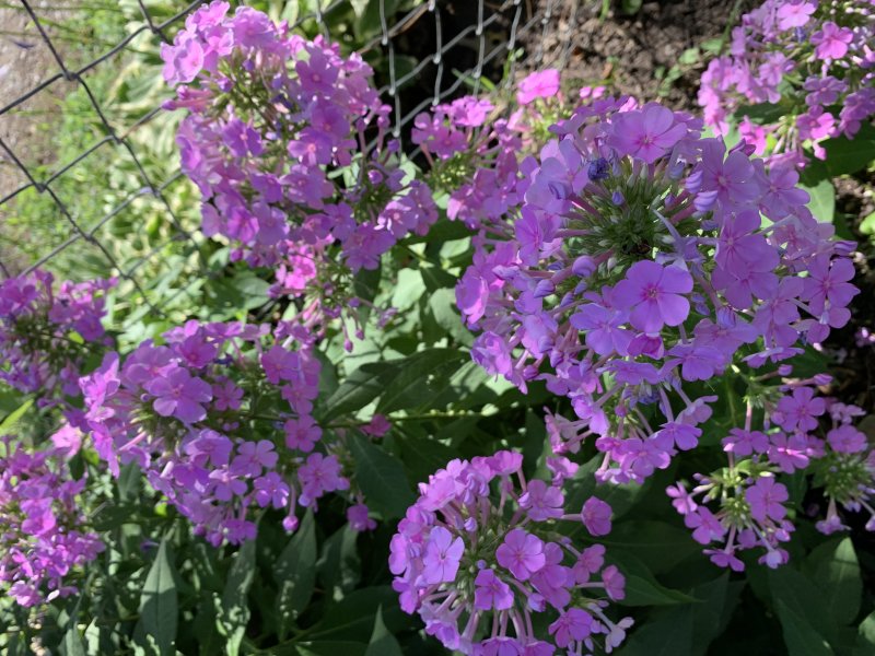 IMG_0094.jpeg