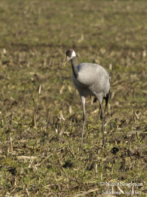 2307 Common Crane