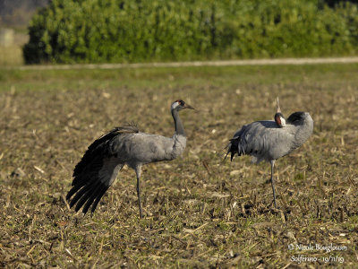 2392 Common Crane