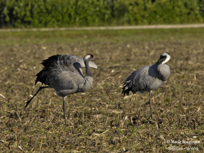 2401 Common Crane