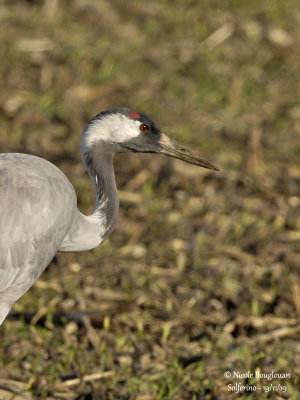 2415 Common Crane