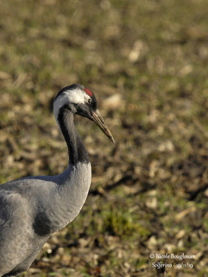 Common Cranes winter in France