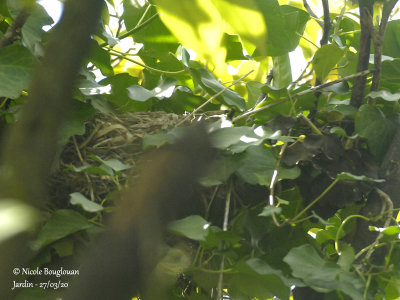 2492-Common Blackbird - nest-site