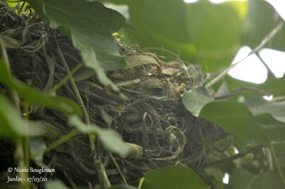 2501-Common Blackbird - nest-site