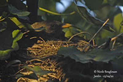 2634-female at nest