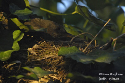 2640-female at nest