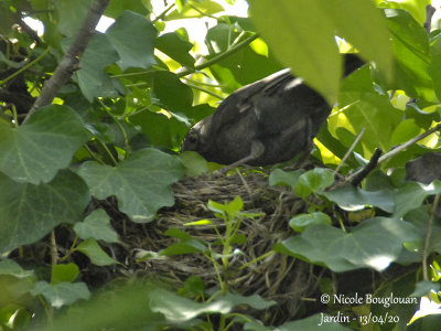 2832-She looks at the chicks inside the nest