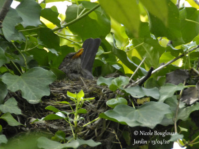 2830-Incubating female